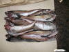 Alaska pollock