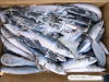 Blue Mackerel