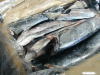 Chum Salmon