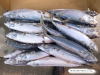 Japanse Mackerel