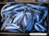 Japanese Sardine
