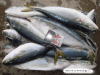 Japanese Yellowtail